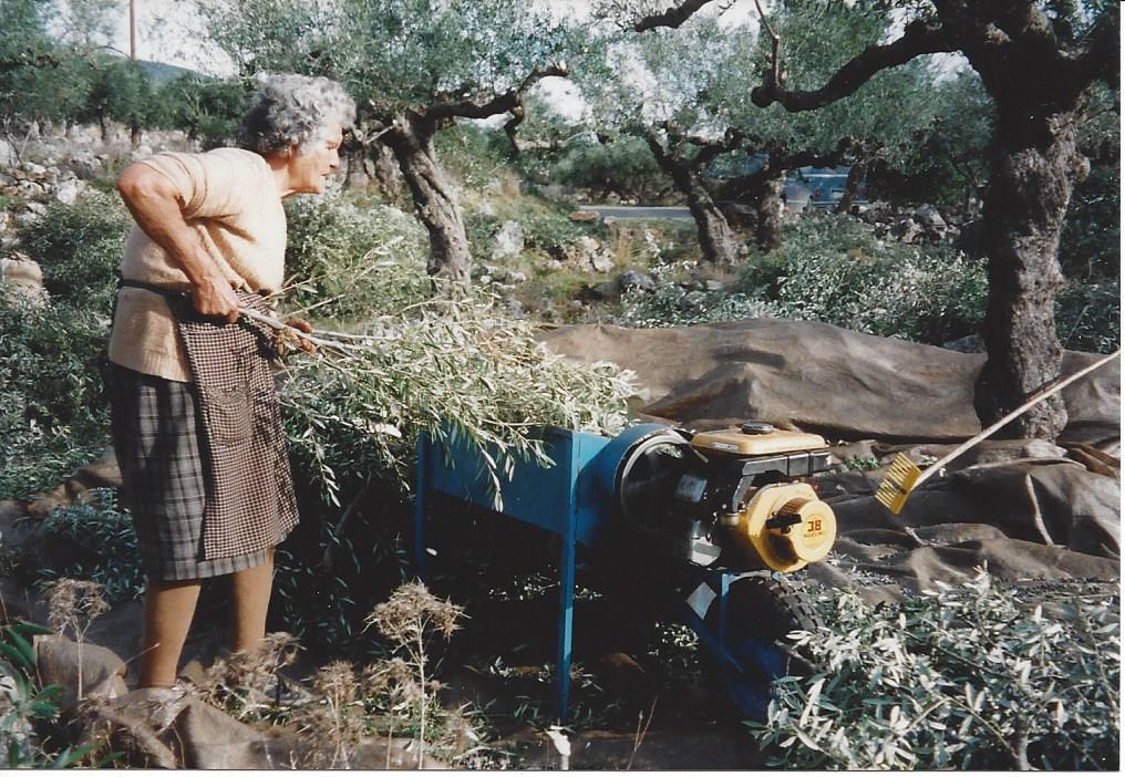 Olivenernte 2000