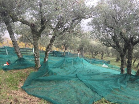 Auslegen der Netze für die Olivenernte