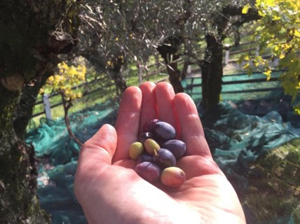 reife Oliven für die Pressung