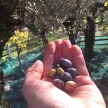 Olivenernte in Le Marche, Italien