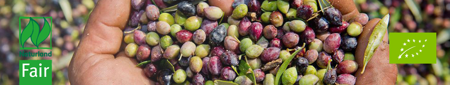 Griechische Oliven
