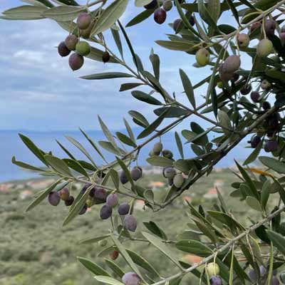 Griechisches Olivenöl