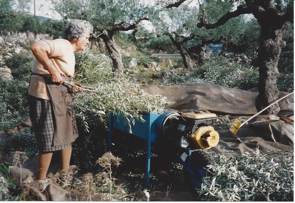 olivenöl ernte 2000 in griechenland