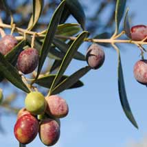 How can I recognise high-quality olive oil?